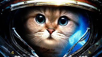 Astronaut, Galaxy Cat HD wallpaper