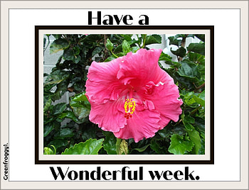 WONDERFUL WEEK, COMMENT, WEEK, CARD, WONDERFUL HD wallpaper