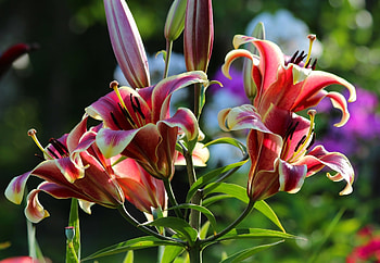 Lilies in the sunshine, Flowers, Buds, Blossom, Lilies HD wallpaper