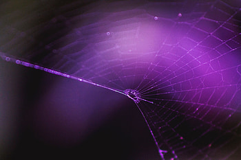 Web, Violet, Macro, Purple, Weaving, Braiding HD wallpaper