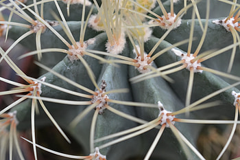 Flower, Macro, Cactus HD wallpaper