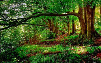 eyecandy, Xfce HD wallpaper