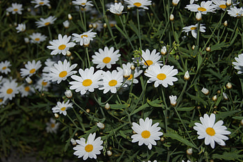 Flowers, white, nature, green HD wallpaper