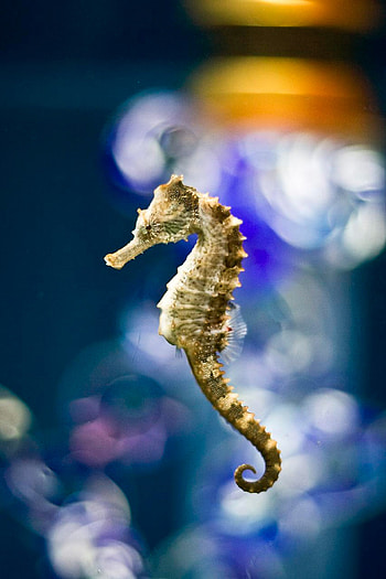 The long-snouted, Seahorses HD phone wallpaper