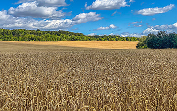 Cornfield, clouds, nature, field HD wallpaper