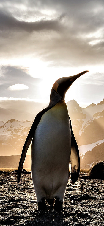 Penguin, Adorable animal, Cold climate, Nature's creation HD phone wallpaper