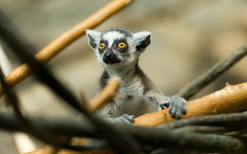 Ring Tailed Lemur, Animals, Cute lemur , Top backgrounds HD wallpaper