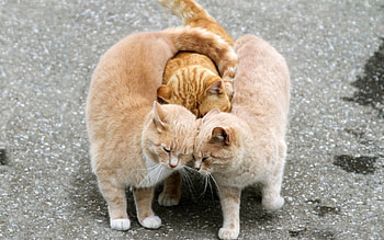 Group Hug, abstract, 3d, animals, love, cats, cat HD wallpaper