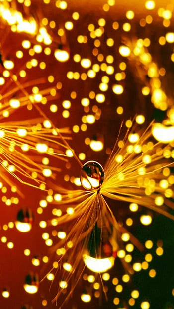 Fairy Lights, , Festive illumination, Joyous celebration HD phone wallpaper