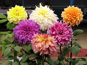 Flowers, Beauty, Greens, Dahlias, Different HD wallpaper
