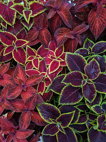 Plants, Leaves, Macro, Multicolored, Motley, Surface HD phone wallpaper