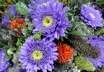 Flowers, Bright, Close-Up, Bouquet, Asters HD wallpaper