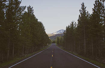 Nature, Trees, Road, Markup HD wallpaper