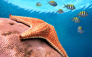 Starfish , Backgrounds, Sea Star, Animal HD wallpaper
