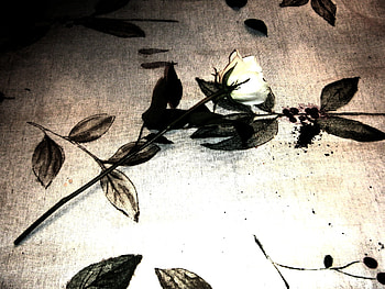 Lone Rose, rose, pink, white HD wallpaper