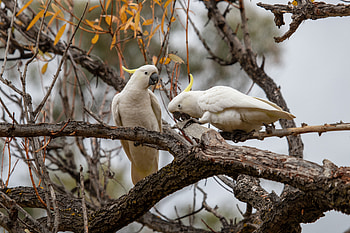 Cockatoo Parrots , parrot, birds HD wallpaper