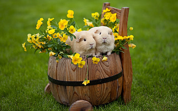 Animals, Flowers, Grass, Guinea Pigs, Couple, Pair, Barrel HD wallpaper