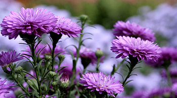 Purple Flowers, nature, flowers, graphy HD wallpaper