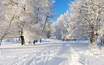 Landscape, Winter, Trees HD wallpaper