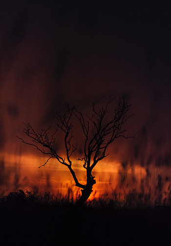 Landscape, Sunset, Twilight, Dark, Wood, Tree, Dusk HD phone wallpaper