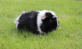 Animals, Grass, Stroll, Guinea Pig, Rodent, Shaggy HD wallpaper