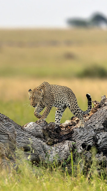 depth of field, Animal, leopard HD phone wallpaper