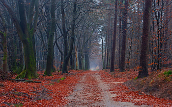Nature, Trees, Leaves, Road, Path HD wallpaper