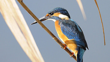 Kingfisher, Bird species, Beautiful aquatic creature, Distinctive beak HD wallpaper