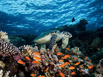 I'm Here, turtle, coral, fish, orange, water, ocean HD wallpaper
