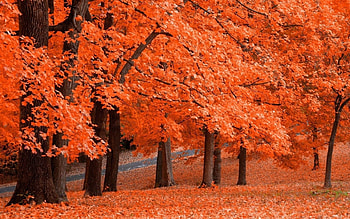Landscape, Trees, Autumn HD wallpaper