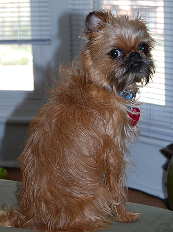 Brussels Griffon, Cute , Dog breed, Puppy love HD phone wallpaper