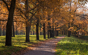 Autumn Park, trees, autumn, path, park HD wallpaper
