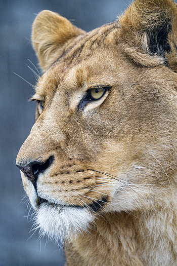 Animals, Muzzle, Lion, Predator, Big Cat HD phone wallpaper