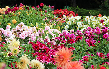 Flowers, Flower Bed, Flowerbed, Dahlias, Lot HD wallpaper
