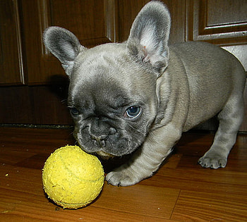 playtime, games, dogs, puppies, puppy, ball, pets, yellow, french bulldog HD wallpaper