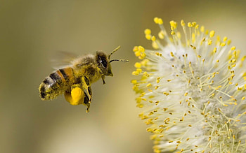 Bee , Nature's beauty, Insect's marvel, Floral companions HD wallpaper