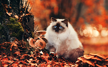 Birman autumn fluffy, Cat pets cute, Cute animals cats HD wallpaper