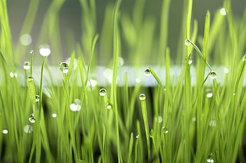 Grass, Drops, Macro, Shine, Light, Dew HD wallpaper