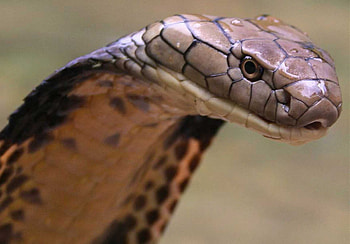 King Cobra, Deadly predator, Slithering serpent, Dangerous snake HD wallpaper