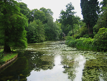 lillies in summer, tress, water, lillies, pond HD wallpaper