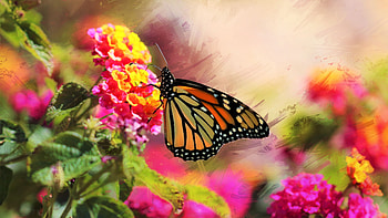 Brown Black Lines Dots Design Butterfly On Yellow Flower Petals Butterfly HD wallpaper