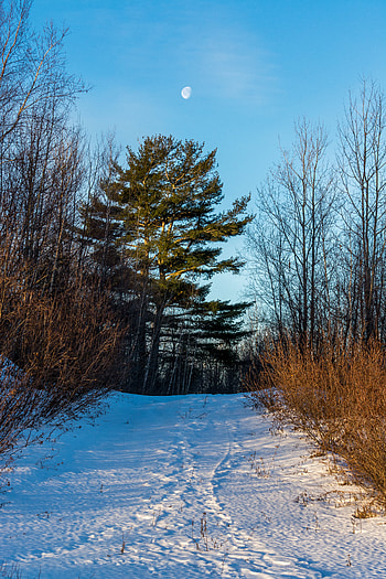 Winter, Nature, Trees, Moon, Snow HD phone wallpaper