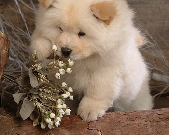Cute pup, dog, cute, pet, animals HD wallpaper