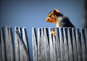squirrel, blue, animals, fence, wild HD wallpaper