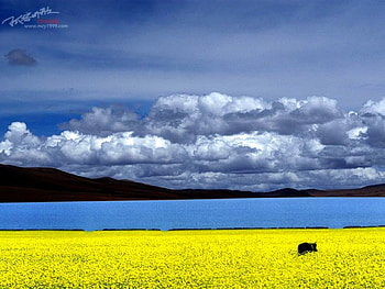 Yellow and Blue, cool HD wallpaper