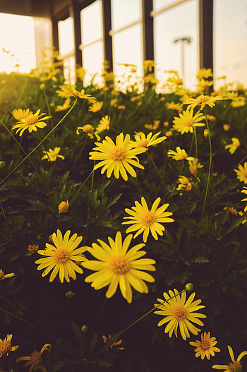 Flowers, Plant, Bloom, Flowering HD phone wallpaper