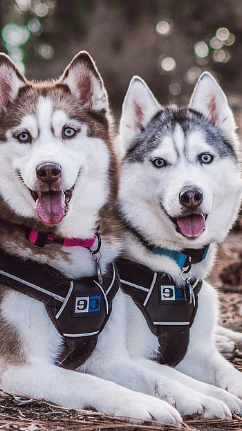 Husky Dog, Pet Dog HD phone wallpaper