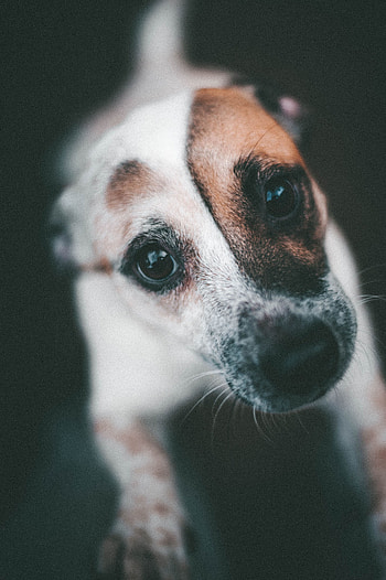 Animals, Dog, Muzzle, Pet, Puppy HD phone wallpaper