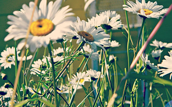 Daisies, white, sunlight, meadow, grass, summer, daisy, petals, flower, green, flowers, warm HD wallpaper