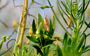 Insects, Grasshoppers HD wallpaper